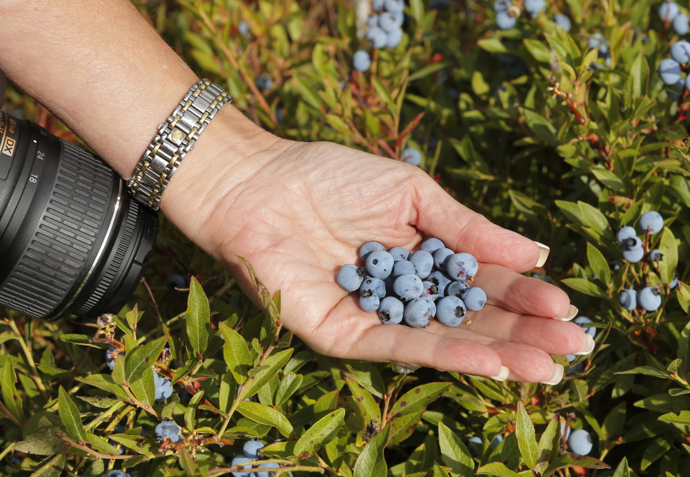 Susan Irby, also known as her blogger title The Bikini Chef, holds blueberries while visiting a blueberry barren near Cherryfield on Aug. 15. Gregory Rec/Staff Photographer