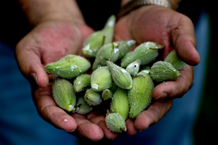Mike McNally holds milkweed pods he gathered near his home in Brunswick. Gabe Souza/Staff Photographer