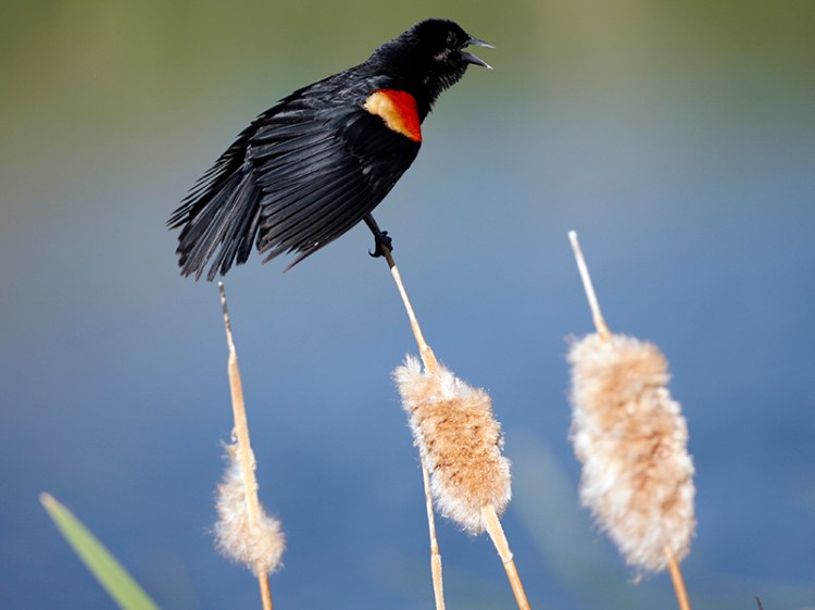 A red-winged blackbird hangs on to a cattail as heavy winds rake the area around the 15th green during the second round of the Senior PGA Championship gold tournament in Parker, Colo., May 28, 2010. The Associated Press