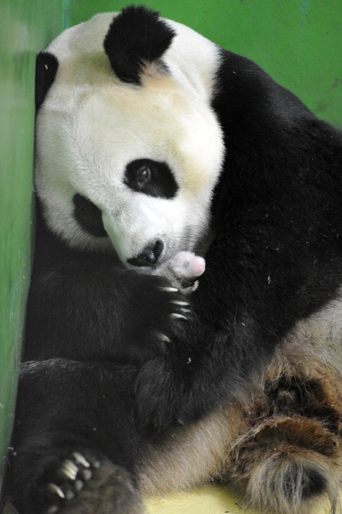 Giant panda Ju Xiao caresses one of her panda cubs at the Chimelong Safari Park in south China's Guangdong Province. The Associated Press