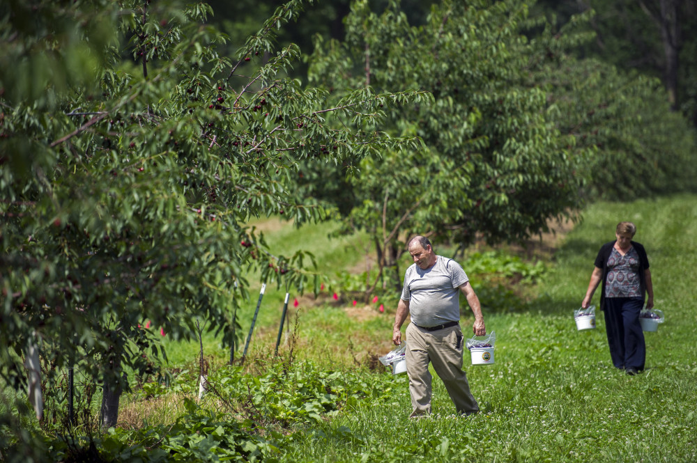 Visitors carrying buckets full of sweet red cherries through the cherry orchard at Orr's Farm Market in Martinsburg, W.Va