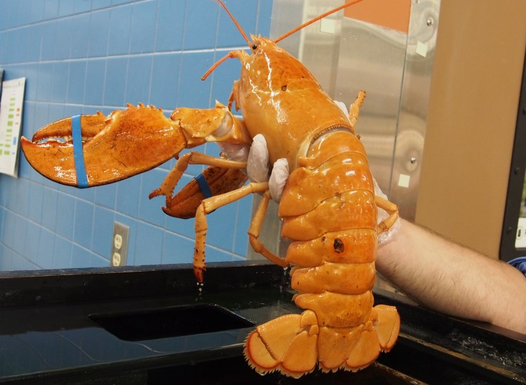 Marybeth Jeitner of Flagler Beach, Fla., bought this rare yellow lobster from a Publix supermarket and eventually got it to the Seacoast Science Center in Rye, N.H. Jeitner had no temptation to eat the 2.5-pound lobster – she's a vegan.