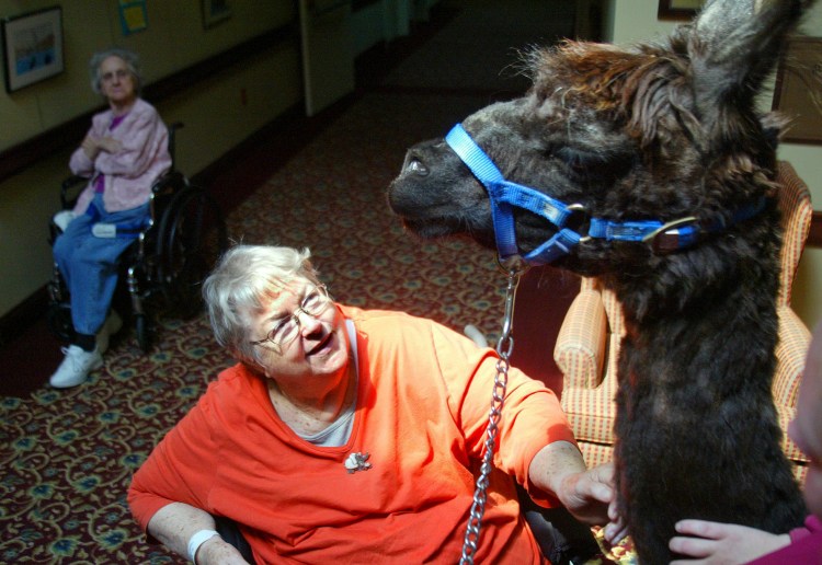 Virginia Hochella, a resident at Life Care Center of Nashoba Valley in Littleton, Mass., visits with Travis, a llama that the center uses for pet therapy. This spring, the center was awarded a perfect score in a state survey. Photos by Bob Whitaker/Lowell Sun