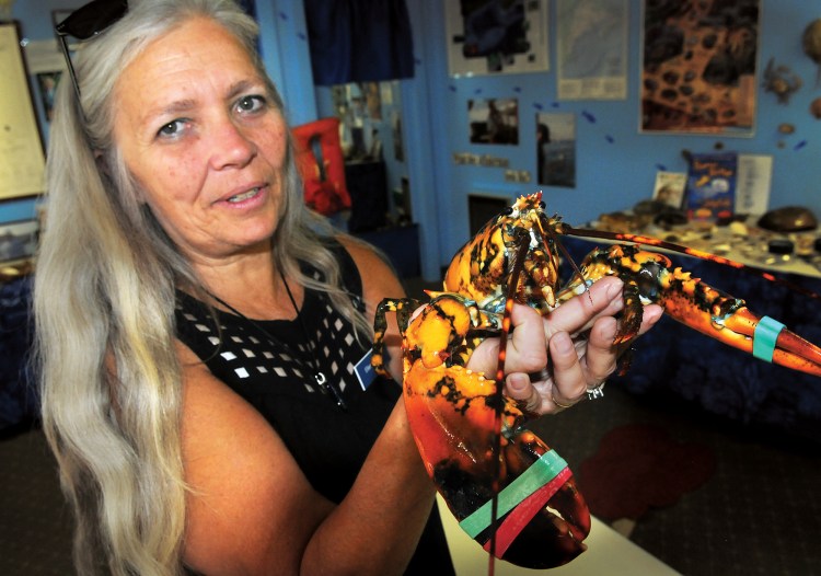 Ellen Goethel, a marine biologist and owner of Explore the Ocean World Oceanarium in Hampton, N.H., holds a calico lobster caught by Capt. Josiah Beringer. Experts say that one in every 30 to 50 million lobsters is a calico.
