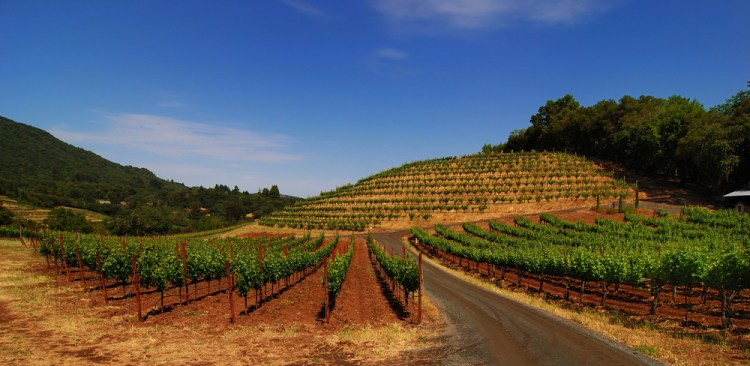 A biodynamic vineyard in Sonoma, California