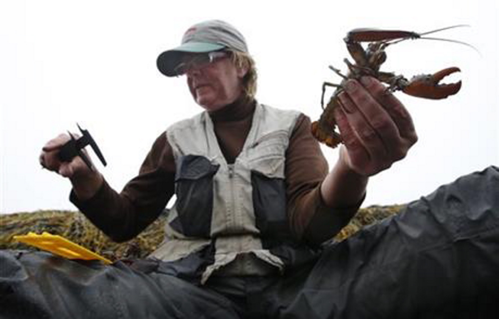 Diane Cowan, executive director and senior scientist of the Lobster Conservancy, reads a caliper while measuring a juvenile lobster in Maine.
