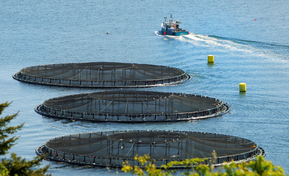 A boat pulls away from salmon pens in Friars Bay at Campobello Island in Canada. Maine’s salmon farms are all located Down East.