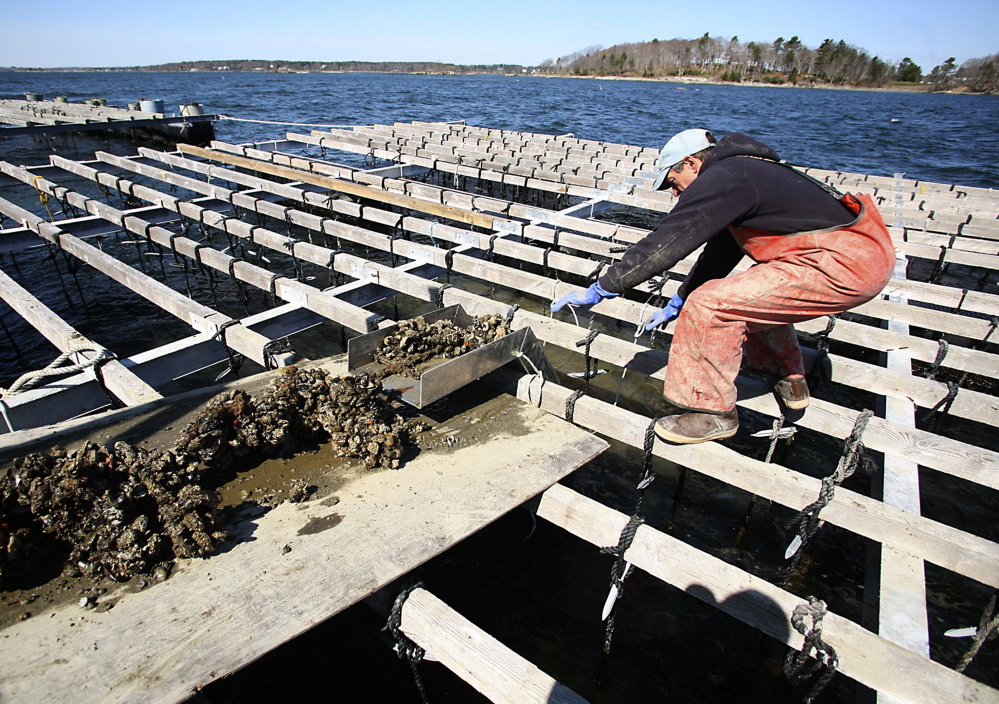 Toleff Olson hauls in a rope of mussels at Bangs Island Mussels off Clapboard Island in Casco Bay. Maine researchers find that mussels can combat sea lice.