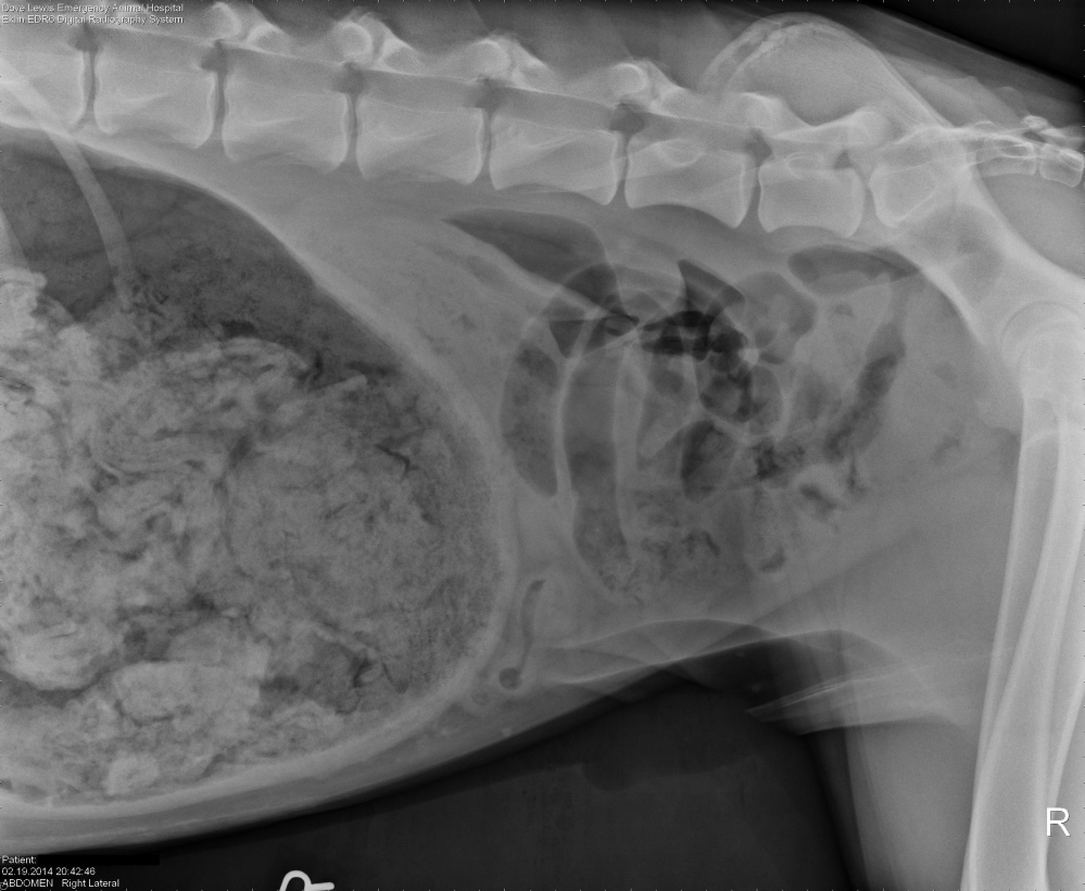 X-ray of a dog that consumed a number of socks in Portland, Ore.

