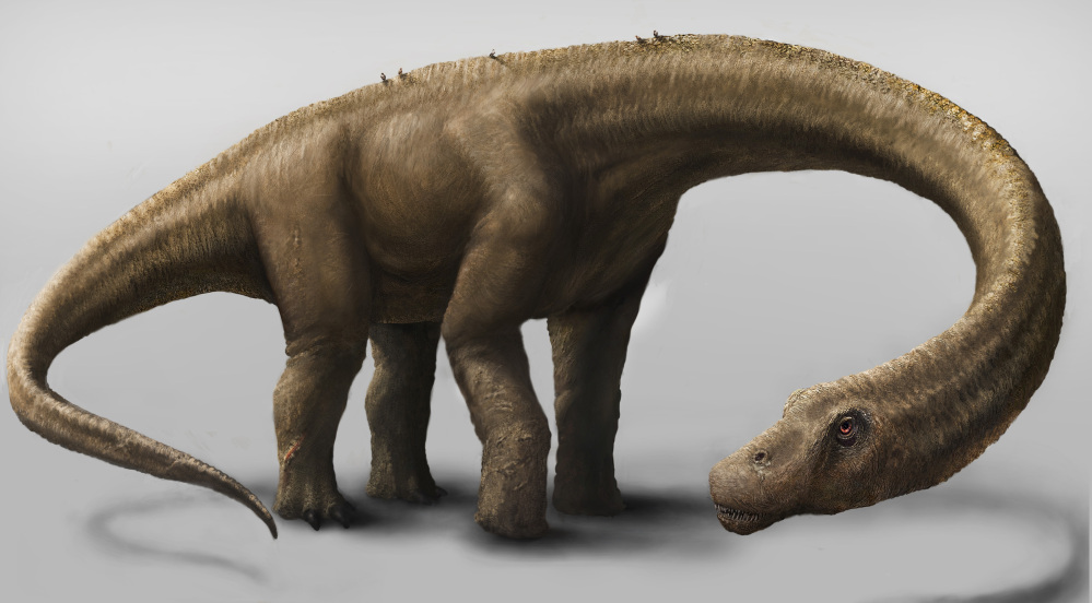 This artist’s rendering provided by the Carnegie Museum of Natural History shows the Dreadnoughtus. The dinosaur had a 37-foot-long neck, 30-foot tail, and weighed an estimated 65 tons.
