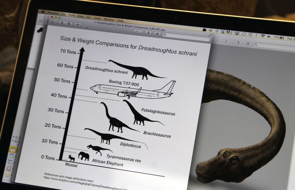 A photo, size chart and artist’s rendering of a Dreadnoughtus schrani are displayed on the laptop of paleontologist Kenneth Lacovara. Dreadnoughtus was an herbivore that ate massive quantities of plants.