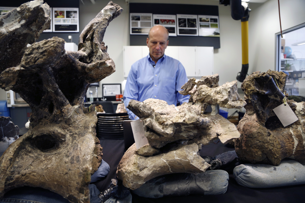Paleontologist Kenneth Lacovara works near vertebrae from a Dreadnoughtus schrani at Drexel University in Philadelphia. The immense dinosaur from Patagonia was introduced to the scientific community Thursday.