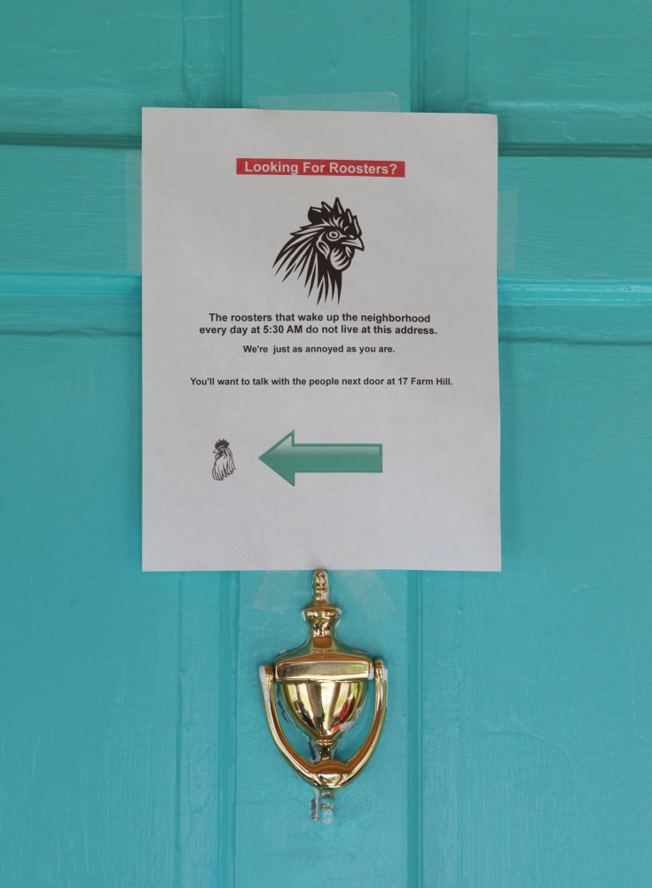 A notice posted on a door in Cape Elizabeth directs inquiries about a neighborhood rooster to another address. Photo by Kelley Bouchard / Staff Writer