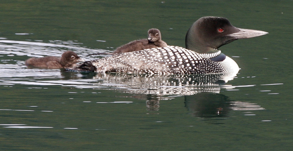 Loons already threatened by lead fishing lures could also be among the many bird species vulnerable to the effects of global warming, the National Audubon Society concludes.