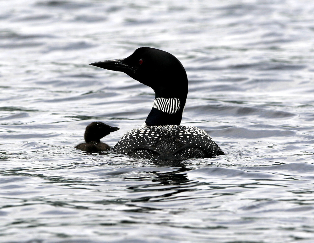 FILE - In this August 2006 file photo, a loon and its chick make their way across Pierce Pond near N. New Portland, Maine.  Maine's loon tally could go down this year following last year's record numbers because of the wet spring, according to an Audubon official. Up to 1,000 volunteers across the southern half of the state aim to find out Saturday as they scout out lakes and ponds in Maine Audubon's 28th annual loon count. Loon surveys are being held the same day in New Hampshire and Vermont. Southern Maine's adult loon population has grown steadily in the past 25 years, with last year's count of 3,220 about double the number in the mid-1980s (AP Photo/Pat Wellenbach)