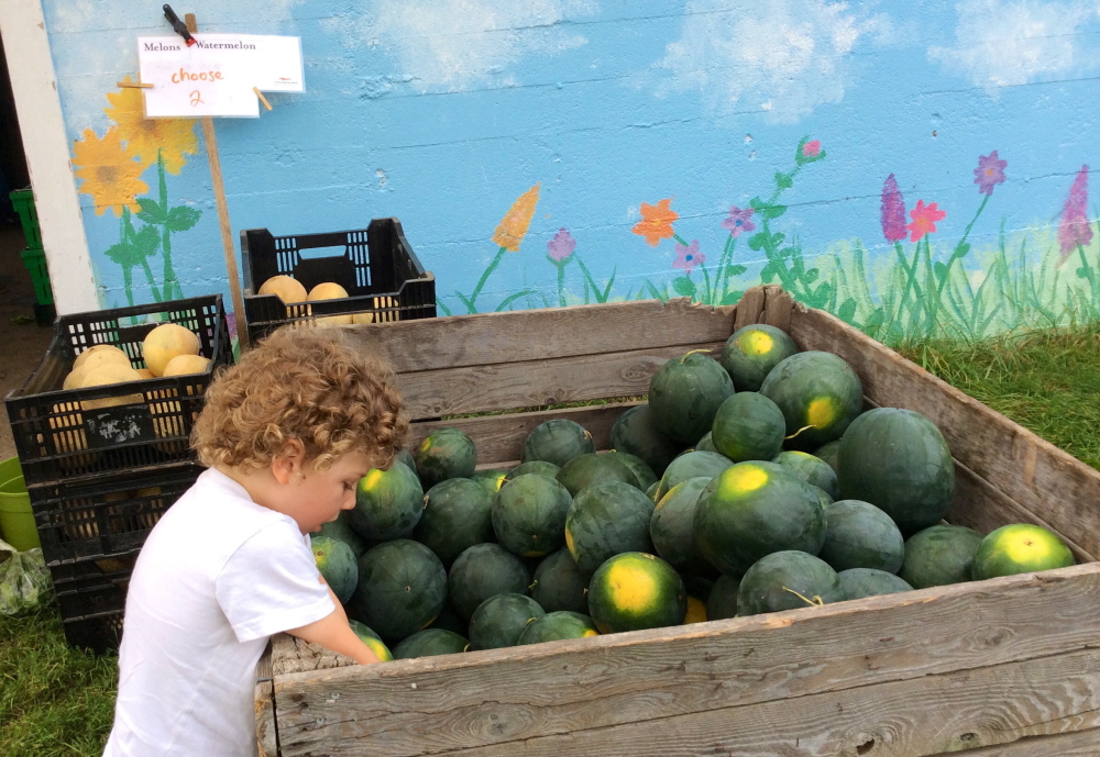 Theo picks out a melon at Crystal Spring Farm in Brunswick.