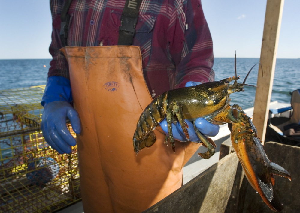 A fisherman holds up a lobster in Port Clyde. The author says dredging Searsport Harbor would be an economic catastrophe.
