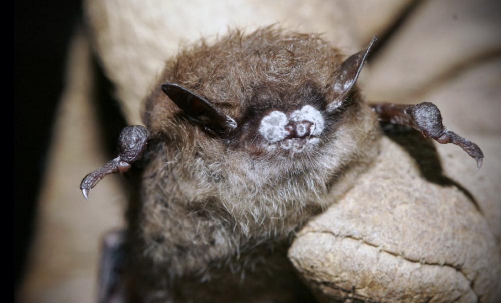 This brown bat suffers from white-nose syndrome, which has diminished bat populations in Maine.