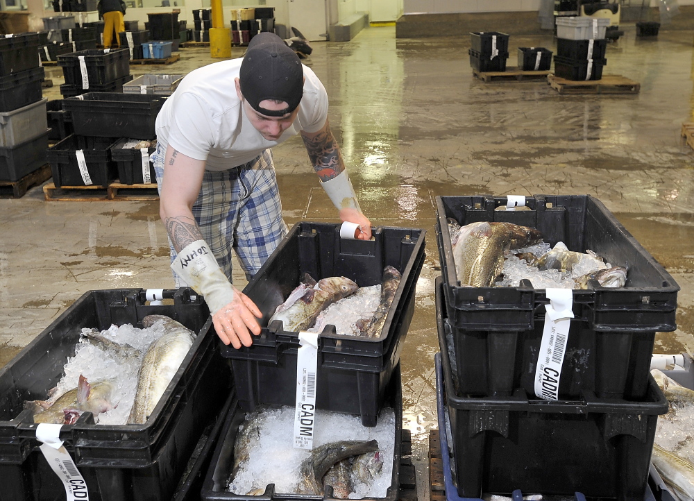 Cod fish buyer Scott Twiss of Portland inspects crates of freshly caught Cod at the Portland Fish Exchange this month.