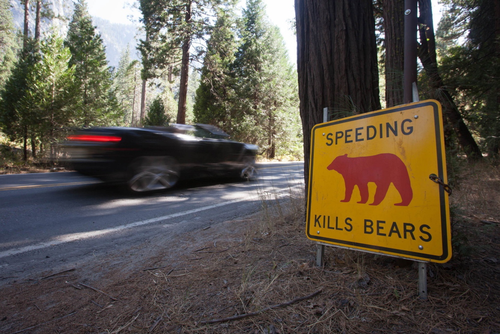 Yosemite National Park has had a huge problem with bears breaking into cars and causing other mayhem and has embarked on an ambitious campaign to train campers in bear awareness. Officials are also training the bears, using GPS collars and other techniques to provide negative reinforcement. 