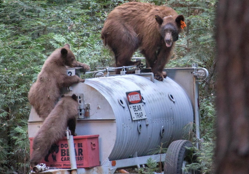 A black bear and her cubs, apparently attracted to the scent of an inactive bear trap, climb around the trailered device in Yosemite National Park in August. The park, which at one time had a significant problem with bears breaking into cars, has used an ambitious campaign to train campers in bear awareness, and also make bears more wary of humans.