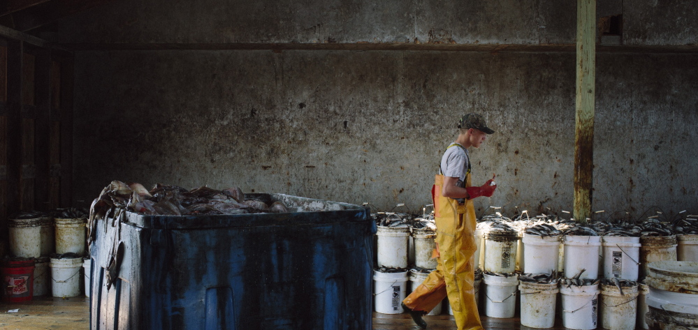 A worker packages herring at a Jonesport fishing wharf last month. Working people in low-wage jobs frequently lack health insurance.