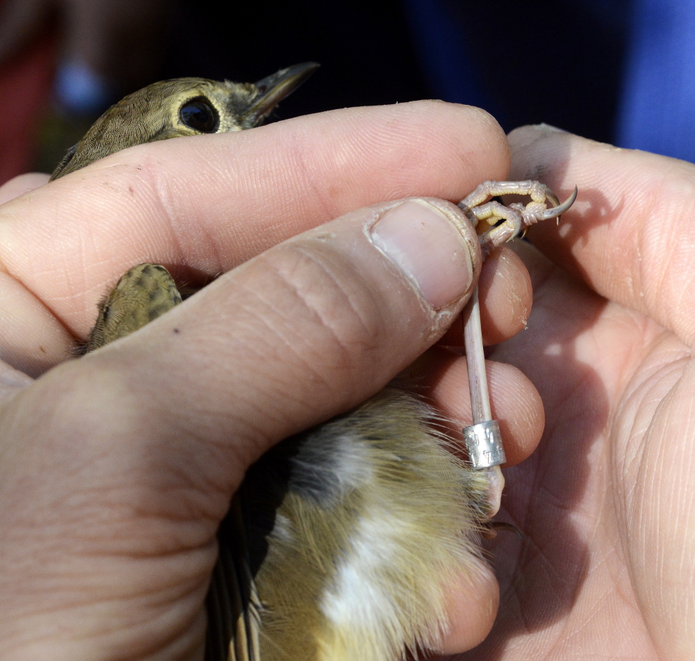 Biologist Patrick Keenan bands a hermit thrush after it underwent testing last week for Triple E. The disease is prevalent in songbirds, but most seem to handle it without ill effects, he says.