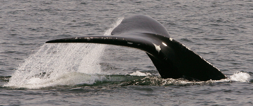 A North Atlantic right whale dives in Cape Cod Bay. Some say using seismic cannons to explore for undersea oil can disrupt the behavior and communication of whales and other sea life.