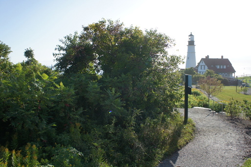 The Lighthouse View Garden at Fort Williams before volunteers removed invasive plants.  Tom Atwell photos