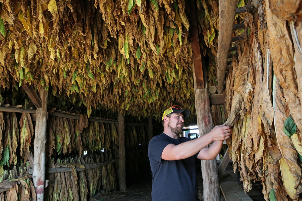 Jay Smithback, 29, looks over his tobacco harvest drying in a tobacco barn near Deerfield, Wis. Only about 200 growers remain statewide today, but some of those are producing more than they did years ago.