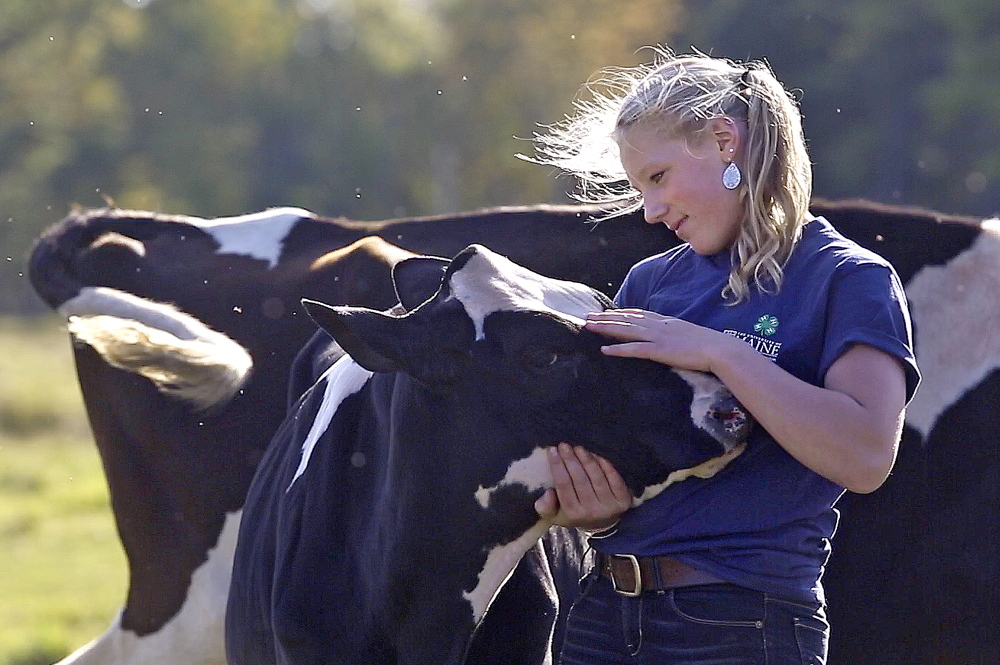 Alivia Stanley, 14, works with her Holstein heifer, Lucy, at her family’s farm in Buxton, in preparation for competing in the Fryeburg Fair. The aspiring veterinarian says making a relationship with her animals by caring for and talking with them is key to success in the show ring.