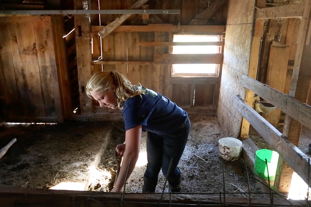 Alivia Stanley cleans out a stall at her family’s barn in Buxton. She is a prizewinner for animal showmanship but says, “I don’t do it to win. It’s about what you learn.”
Gabe Souza/Staff Photographer