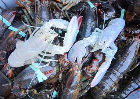 The two albino lobsters being held at Owls Head Lobster Co. are destined for new homes: One will go to the Maine State Aquarium in Boothbay Harbor. The other will go to Brooks Trap Mill, a lobstering supply store in Thomaston with a tank full of marine life.