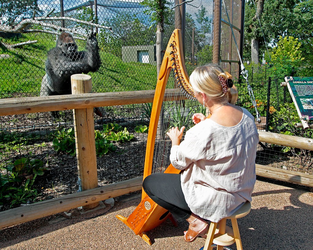 Terri Tacheny plays her harp as one of the gorillas stands nearby outside the Primate House at Como Zoo in in St. Paul, Minn. Tacheny, 57, a zoo volunteer, has playing for the animals once a month  for nearly a decade. The Associated Press