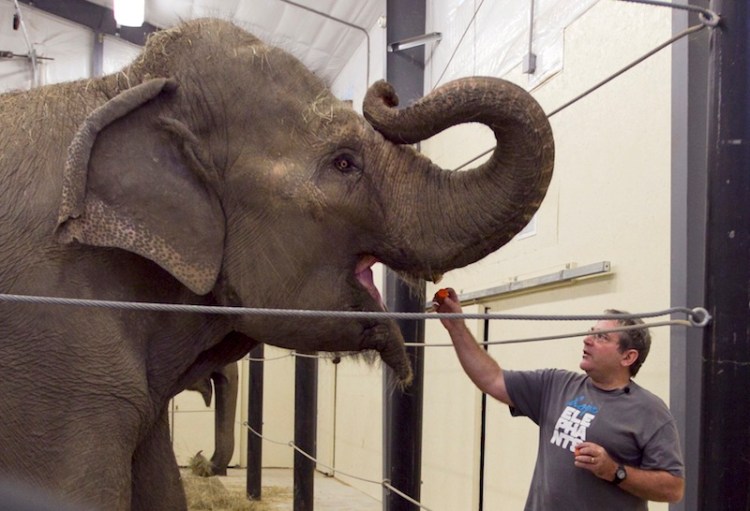 In this 2012 file photo, Jim Laurita, executive director of Hope Elephants, feeds a carrot to one of the two retired circus elephants at his nonprofit rehabilitation and educational facility near Camden.