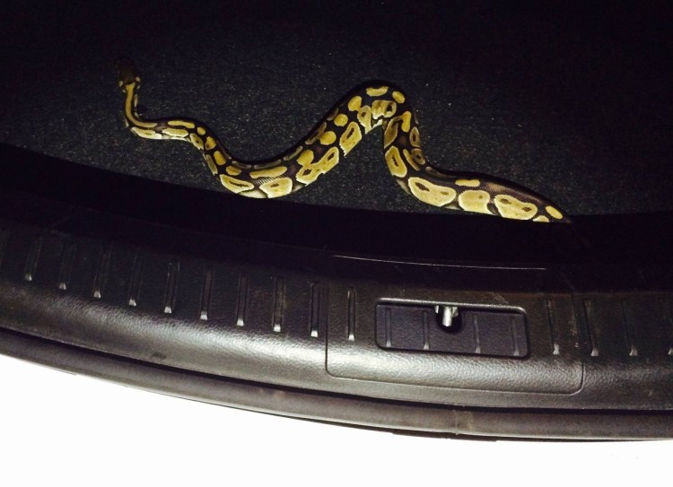 This ball python was found in the trunk of a rental car in Kennebunk. Kennebunk Police Department photo