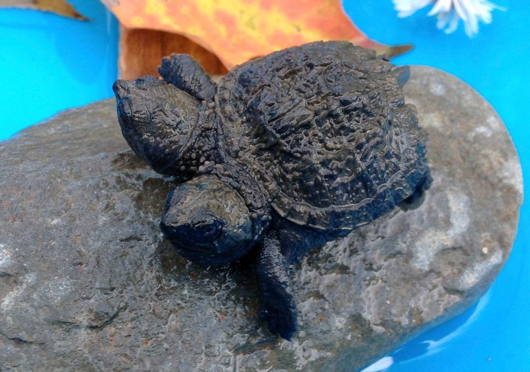 A two-headed snapping turtle sits on a rock in Hudson Thursday. Kathleen Talbot, of Hudson, found the baby reptile earlier in the week while she was watching hatchlings cross the road to make sure they arrived safely at the other side. The Associated Press / WLBZ-TV, Dan Frye
