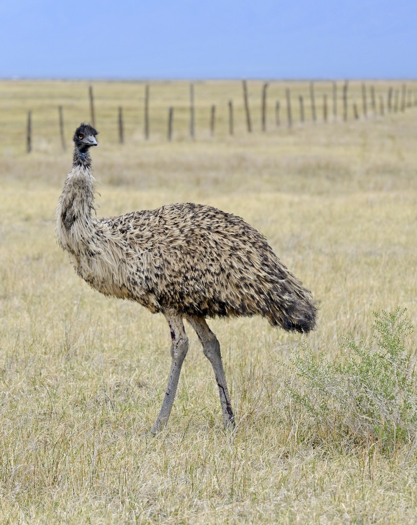 Emus are the largest birds native to Australia. The soft-feathered, flightless birds reach up to 6.6  feet in height, second only to the ostrich. Shutterstock image