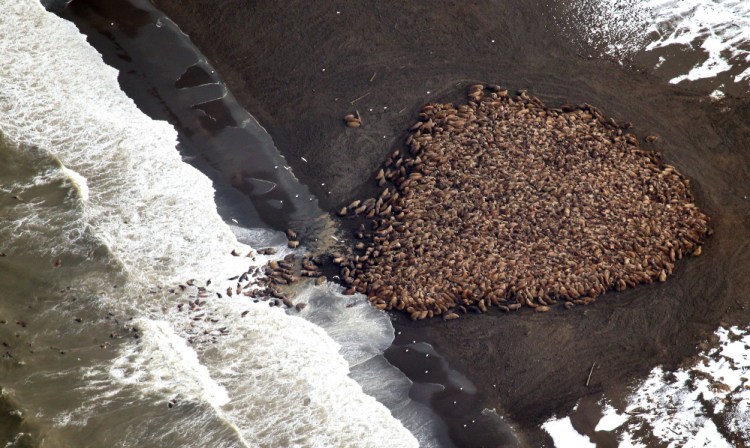 In the absence of summer sea ice, Pacific walrus are coming ashore in record numbers, according to the National Oceanic and Atmospheric Administration, which photographed the plight of the marine mammals last month on Alaska’s northwest coast. 