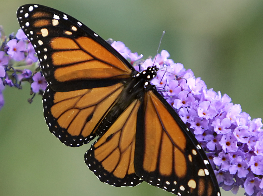 The delicate monarch can survive grueling migrations from Canada to Mexico.