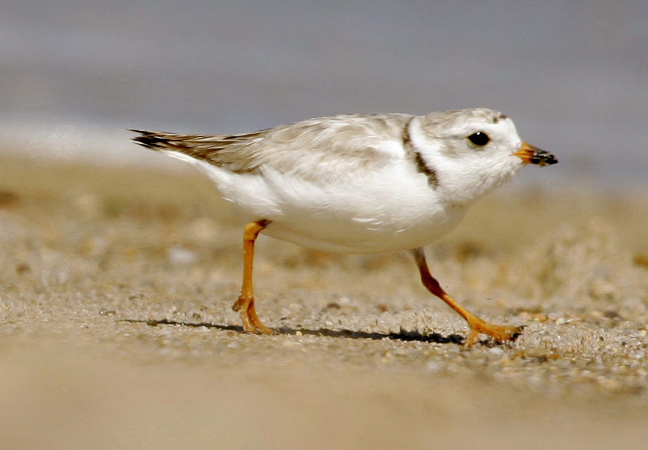 A court fight to protect the piping plover is holding up a plan to replenish sand along a 19-mile stretch of shoreline on New York’s Fire Island.
The Associated Press