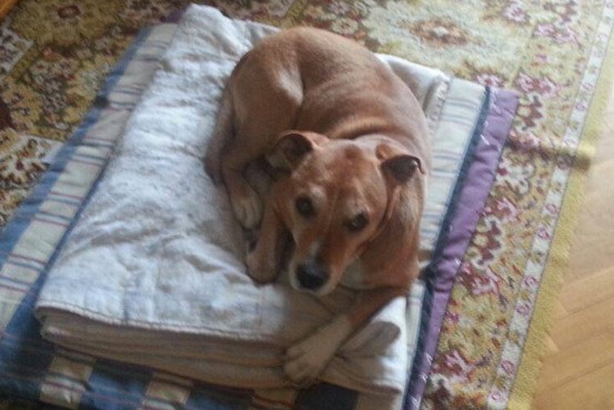Officials in Madrid, Spain,  got a court order to euthanize Excalibur, a dog that was the pet of a Spanish nursing assistant with Ebola, because of the chance the animal might spread the disease.
