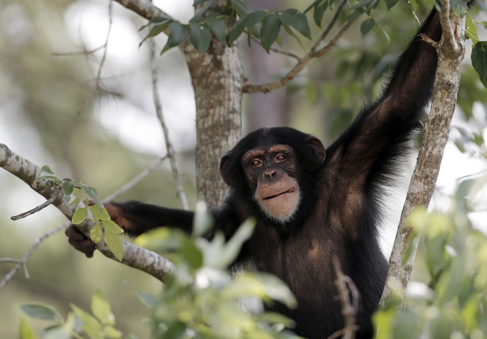 A chimpanzee relaxes in a sanctuary in Keithville, La. An appeals court will decide the case of Tommy, a caged chimp whose right to be free is at issue.