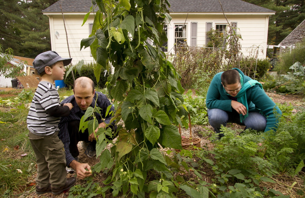 Micah Loosigian, 2, his father Matt Loosigian and mother Eli Arlen harvest from their front-yard garden in Brunswick.