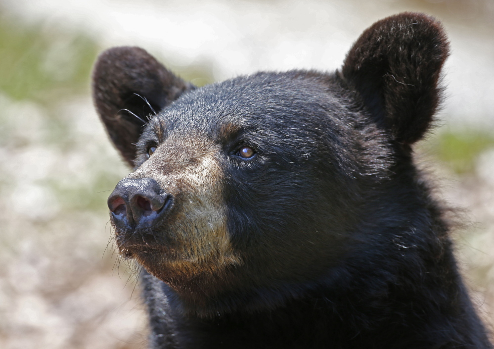Money is pouring into Maine to support – and oppose – a referendum to ban three methods of bear hunting: the use of dogs, bait and traps. Each side has raised hundreds of thousands of dollars in an attempt to win the Nov. 4 ballot question.