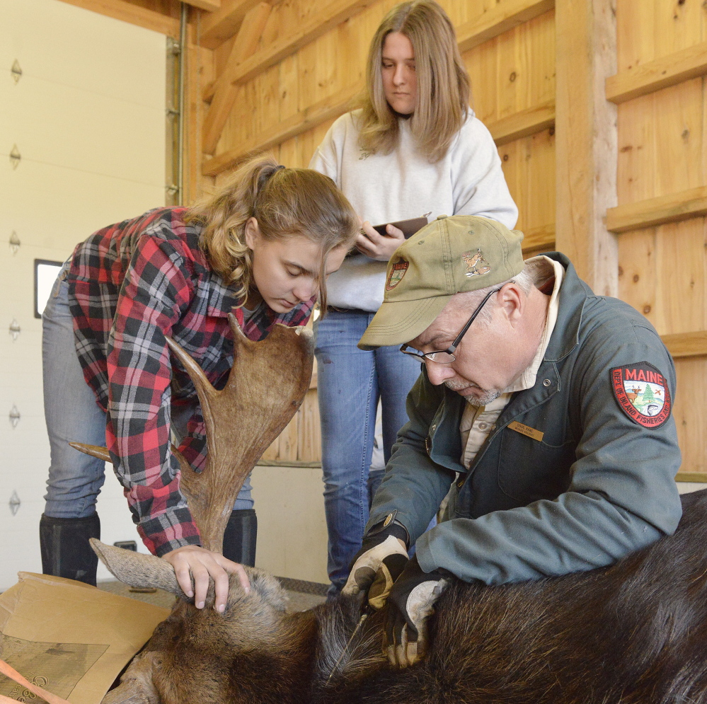 In this October 2014 photograph, wildlife biologist Doug Kane shows Unity College wildlife biology majors Natasha Kosowsky, left, and MacKenzie Smith where to check for ticks on a moose shot by Michael Clair of Biddeford.