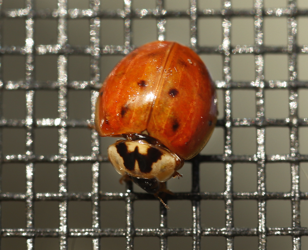 A ladybug walks across a screen on a door in a Kennebunk home Wednesday. Ladybugs invade homes in the fall to find someplace warm to spend the winter.