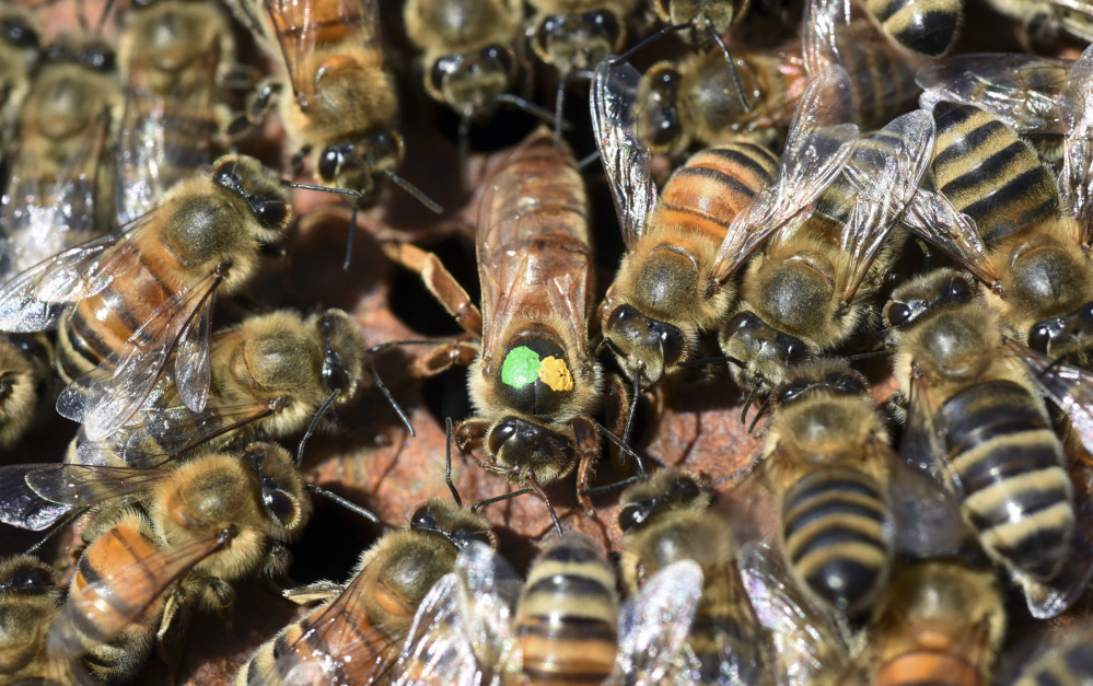 A Russian queen honeybee, marked with green and yellow dots so she is easy to find, sits at the center of her hive.