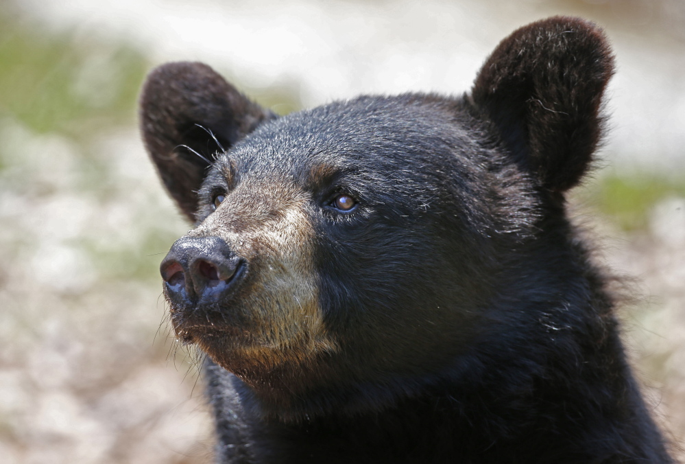 More than three-quarters of the 3,239 bears harvested in Maine last year were shot over bait.