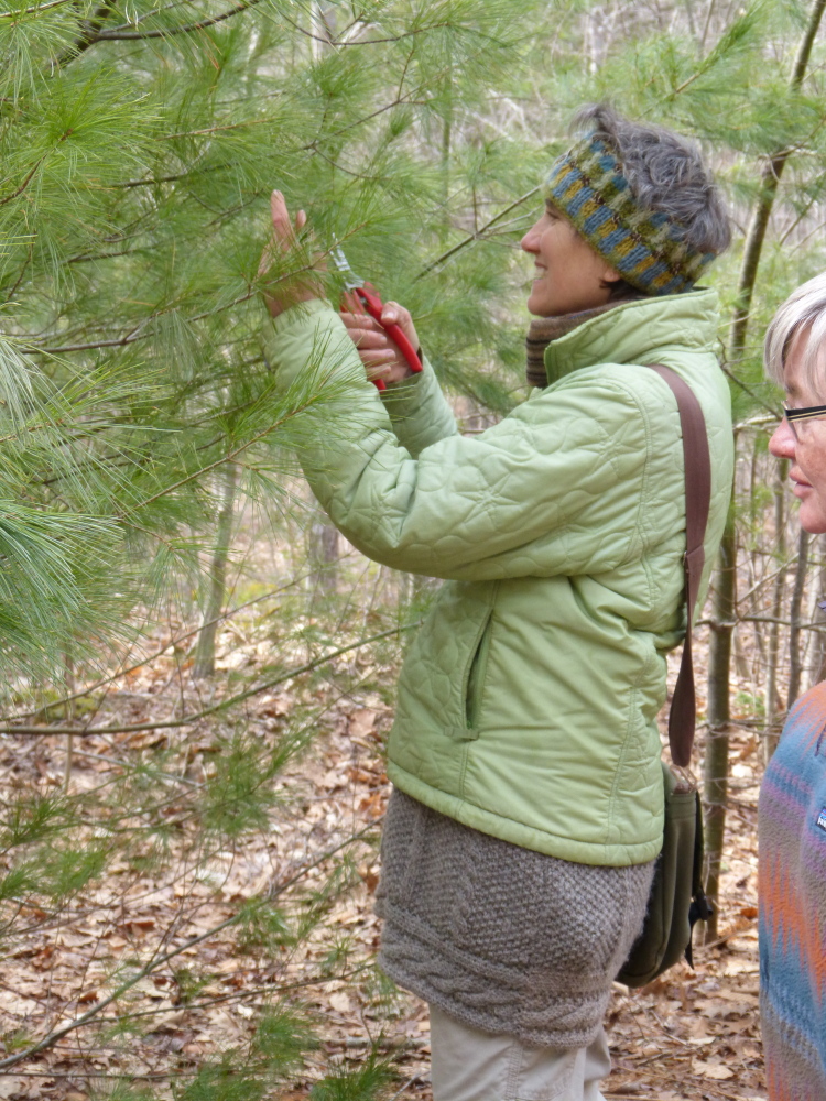 Herbalist Deb Soule clips a piece of a young white pine tree during a hike at the Hidden Valley Nature Center. Maine's iconic tree will be the subject of two educational hikes at the center on Monday. Photo courtesy Andy McEvoy
